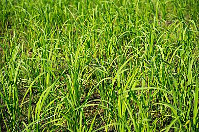 工作室称《微软飞行模拟2024》已解决启动问题